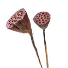 Los 50cm ornamentales Seedpod Lotus Root Dried Flower Decor