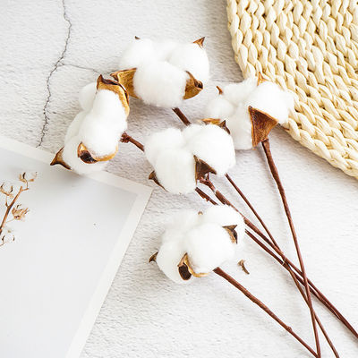 manojos secados algodón de la flor de los 5cm