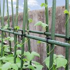 Participación revestida plástica verde del jardín del metal de los 60cm para la ayuda de la planta